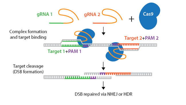 A schematic of Cas9n used to create DSB. gRNA and gRNA2 are added to Cas9n. An arrow indicates complex formation and target binding. Two Cas9n and gRNAs are bound to a length of double-stranded DNA, one to Target 1 and PAM 1, one to Target 2 and PAM 2, which is ~12 bases away from PAM 1. An arrow indicates Target cleavage and DSB formation. The double-stranded DNA, no longer bound by Cas9n complexes, shows three bases missing on the 5' strand on Target 1, next to the PAM 1 site, and 3 bases missing on the 3' strand on Target 2, next to the PAM 2 site. An arrow indicates DSB repaired via NHEJ or HDR.