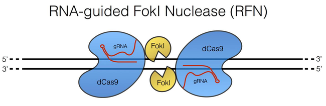 dimeric_CRISPR_RFN.jpg