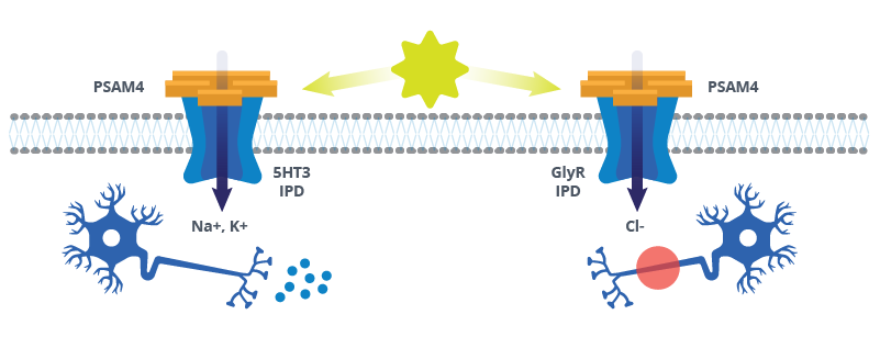 Schematic showing PSAM4 based Ligand Gated Ion Channels, their effect, and outcome in neurons