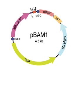 pBAM1 for addgene.png