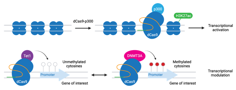 Schematic showing examples of CRISPR epigenetic modifications. dCas9 fused to p300 acetylates H3K27 to drive transcriptional activation. dCas9 fused to Tet1 demethylates cytosines in a gene's promoter, while dCas9 fused to DNMT3A methylates cytosines in a gene's promoter, with opposite effects on transcriptional modulation.