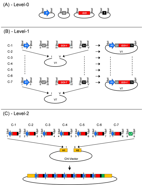 Modular Cloning Chloroplast Toolbox overview