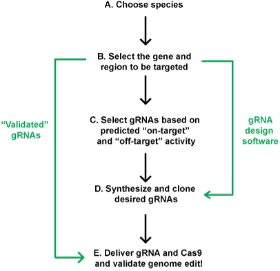 grna design process diagram