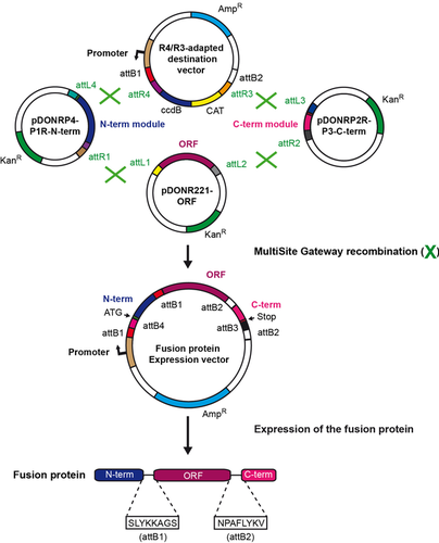 multisite gateway kit flowchart