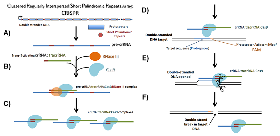 CRISPR endogenous system cartoon