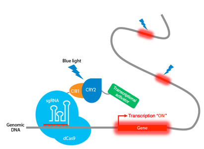 Moritoshi Sato CRISPR optogenetics tool