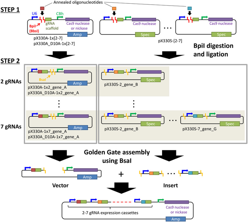 Illustration of CRISPR all-in-one vector assembly