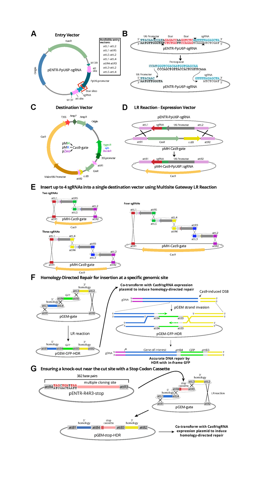 bezanilla-crispr-schematic.png