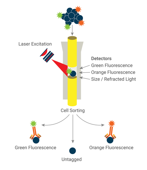 Cartoon depicting a group of labeled cells entering a tube, where lasers pass through the cell sample and detectors (Green Fluorescence, Orange Fluorescence, Size/Refracted Light) read cells one at a time. Cells come out of the tube one at a time and are sorted as having Green Fluorescence, Untagged, or Orange Fluorescence.