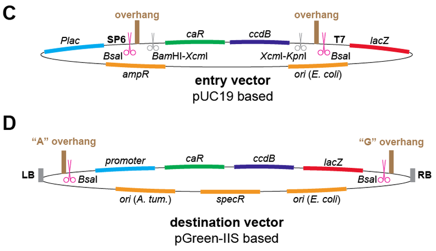 Illustration of GreenGate entry and destination vectors