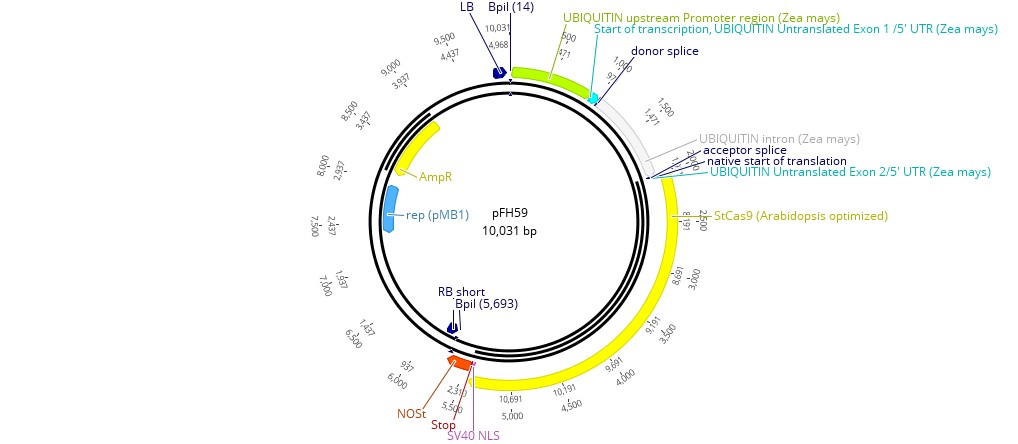 Addgene PFH59