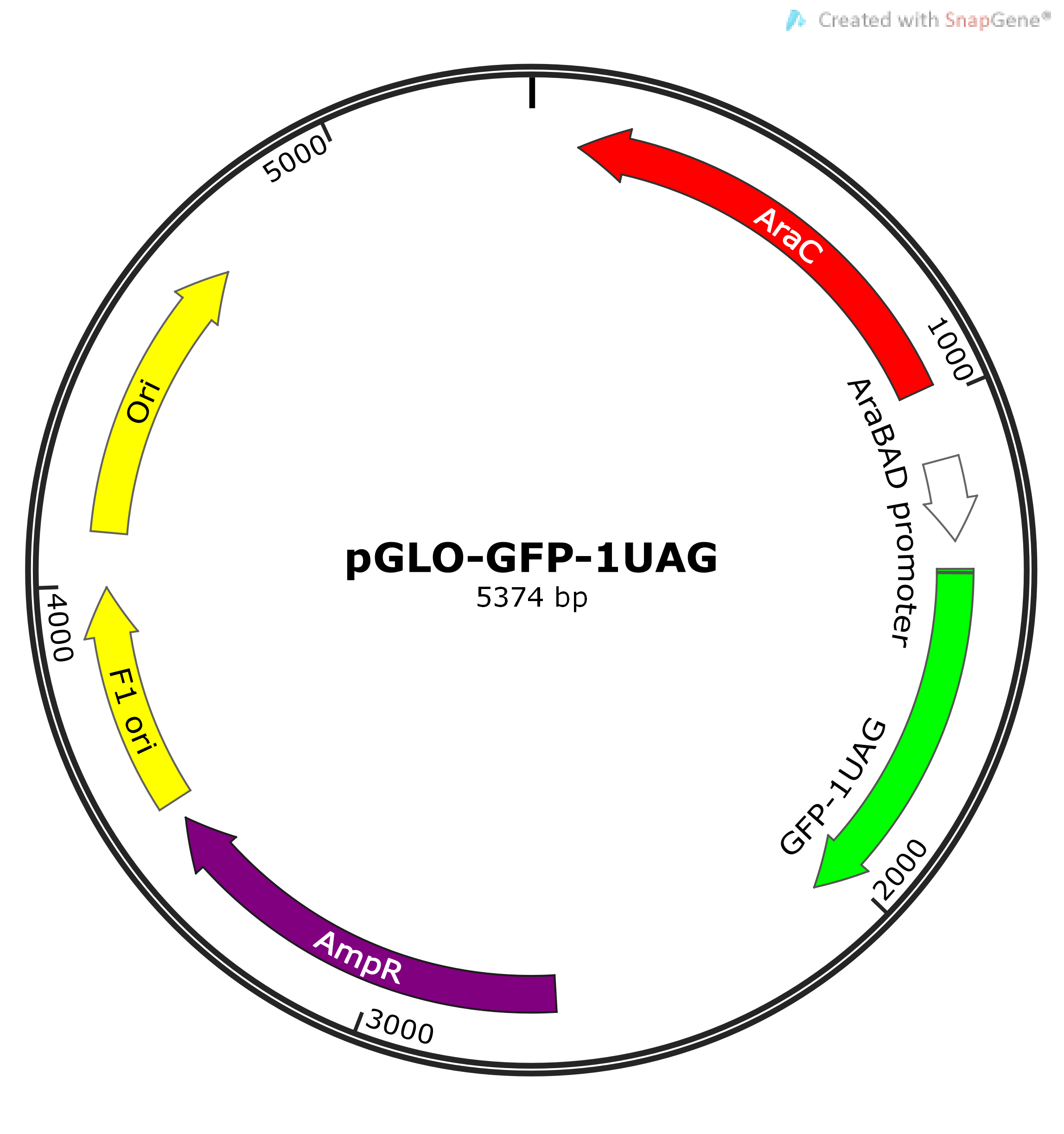 Векторы плазмиды. Векторная плазмида. Схема gfp1. GFP Gene. Fluorescent plasmid.