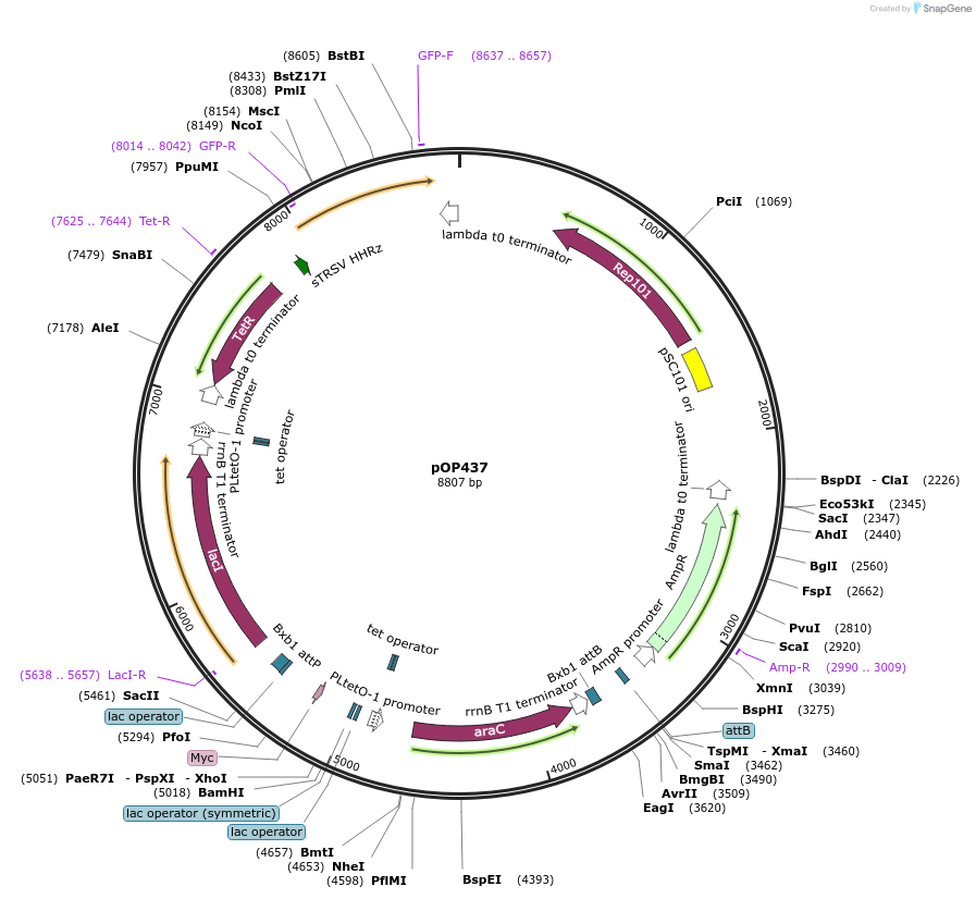 85936-plasmid-map-sequence-id-169578
