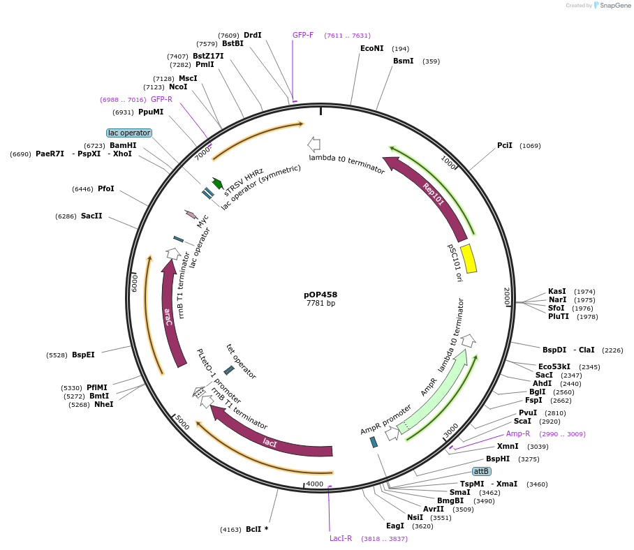 85939-plasmid-map-sequence-id-169579