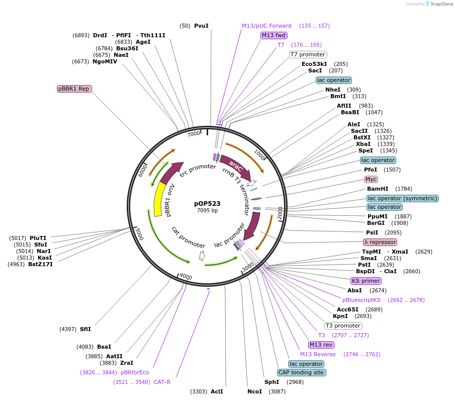 85942-plasmid-map-sequence-id-169620
