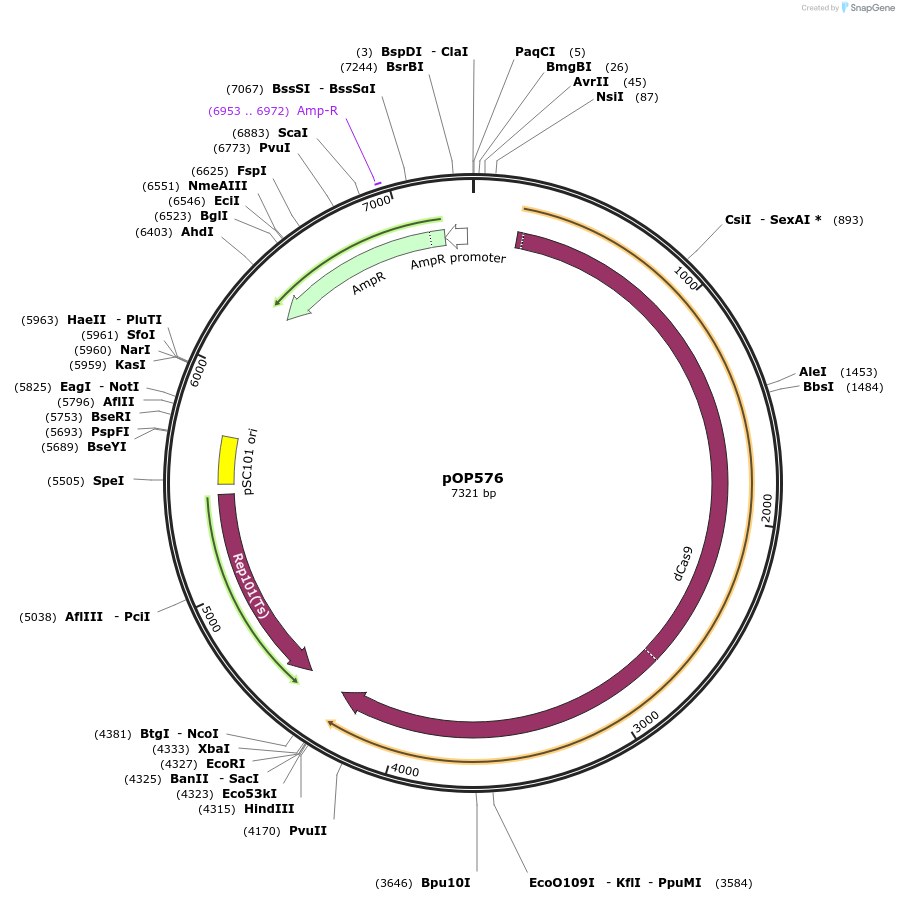 85943-plasmid-map-sequence-id-169772