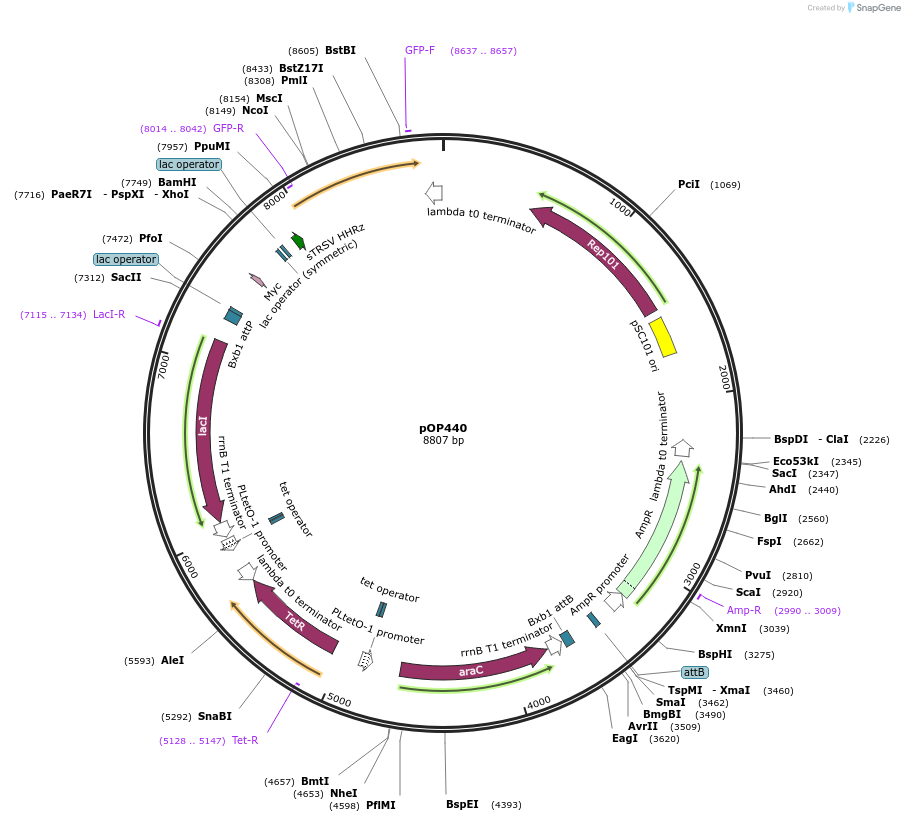 85937-plasmid-map-sequence-id-172878
