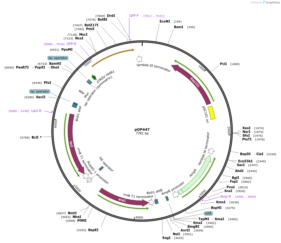 85938-plasmid-map-sequence-id-172879