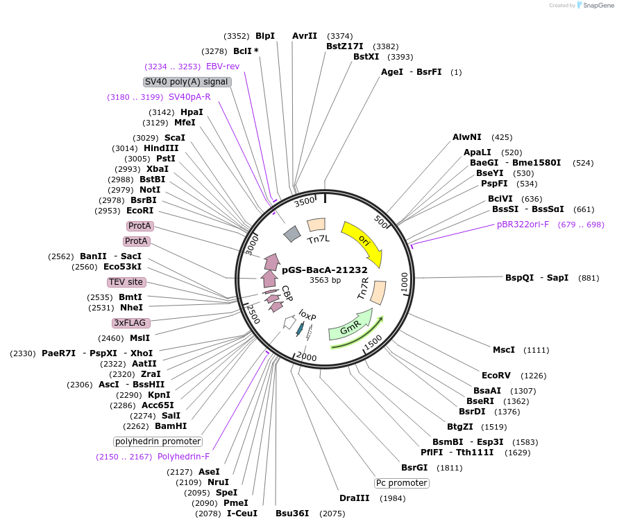 109177-plasmid-map-sequence-id-232906