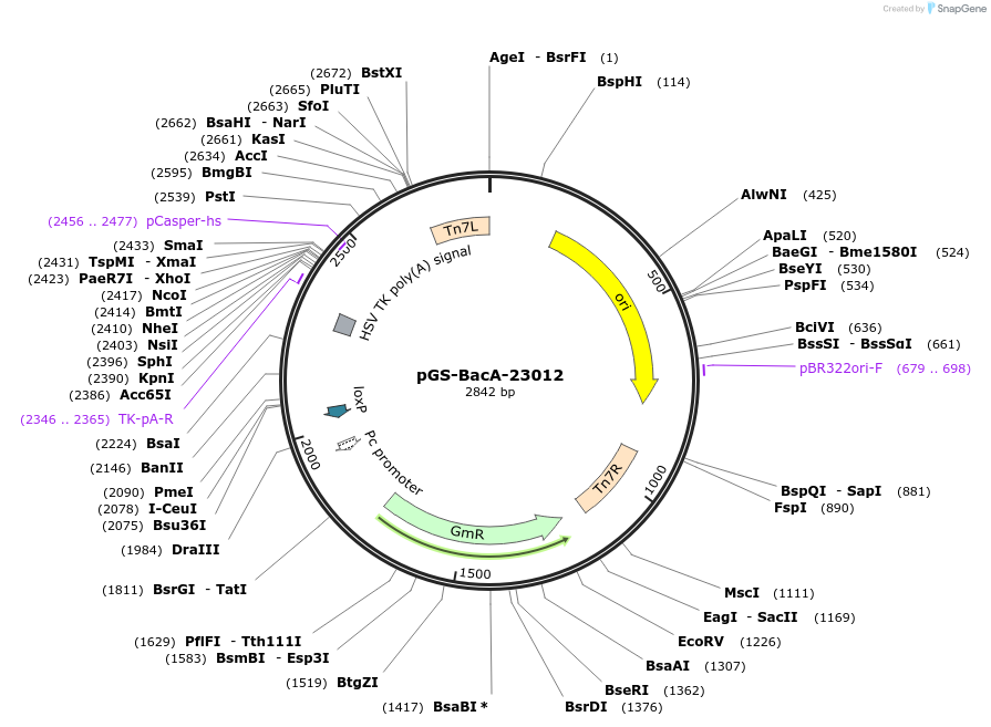 109180-plasmid-map-sequence-id-232912