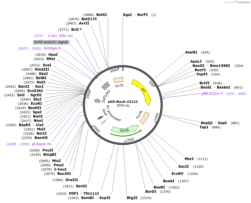 109181-plasmid-map-sequence-id-232913