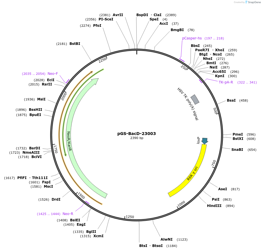 109183-plasmid-map-sequence-id-233803
