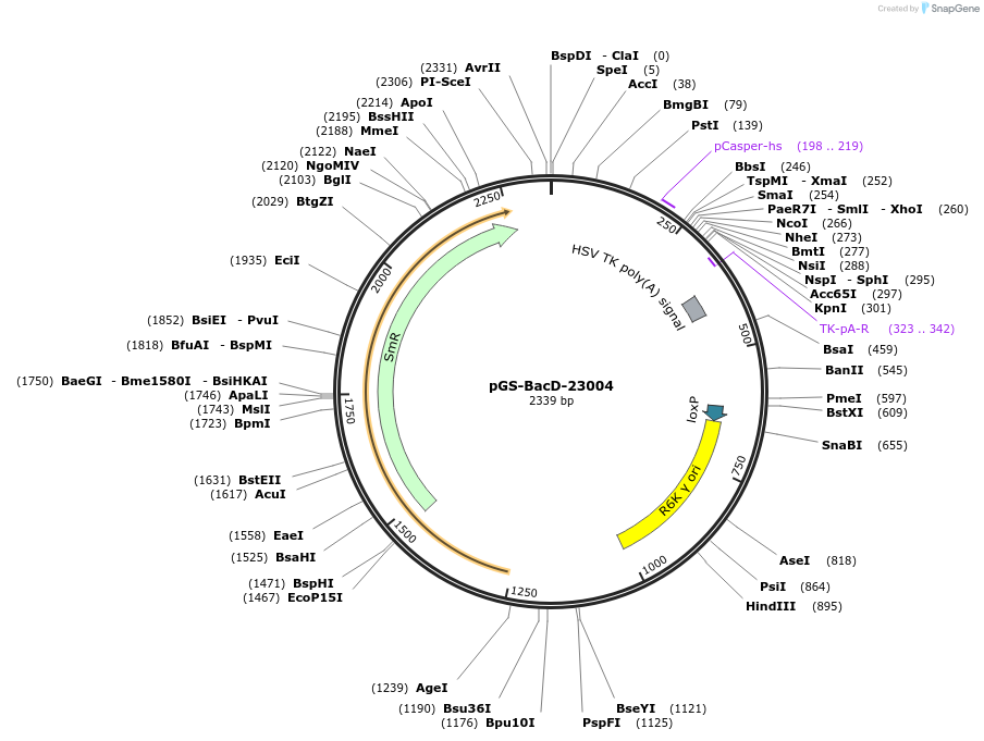 109184-plasmid-map-sequence-id-233804