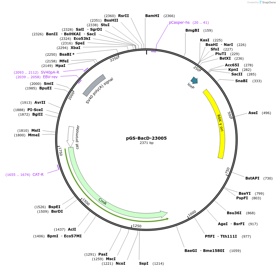 109185-plasmid-map-sequence-id-233806