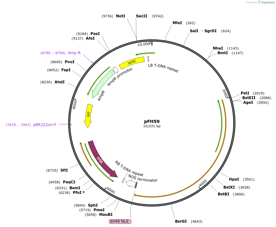 Addgene PFH59