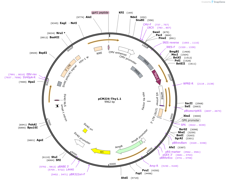 132705-plasmid-map-sequence-id-260062