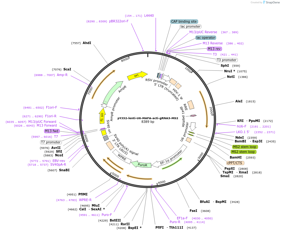 131075-plasmid-map-sequence-id-267719