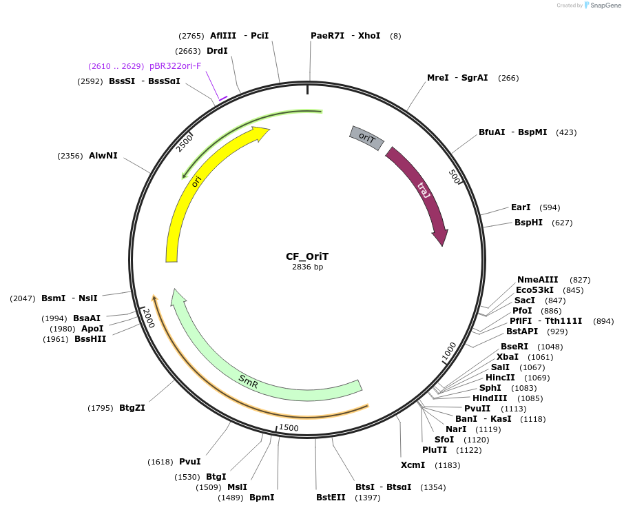139948-plasmid-map-sequence-id-296180