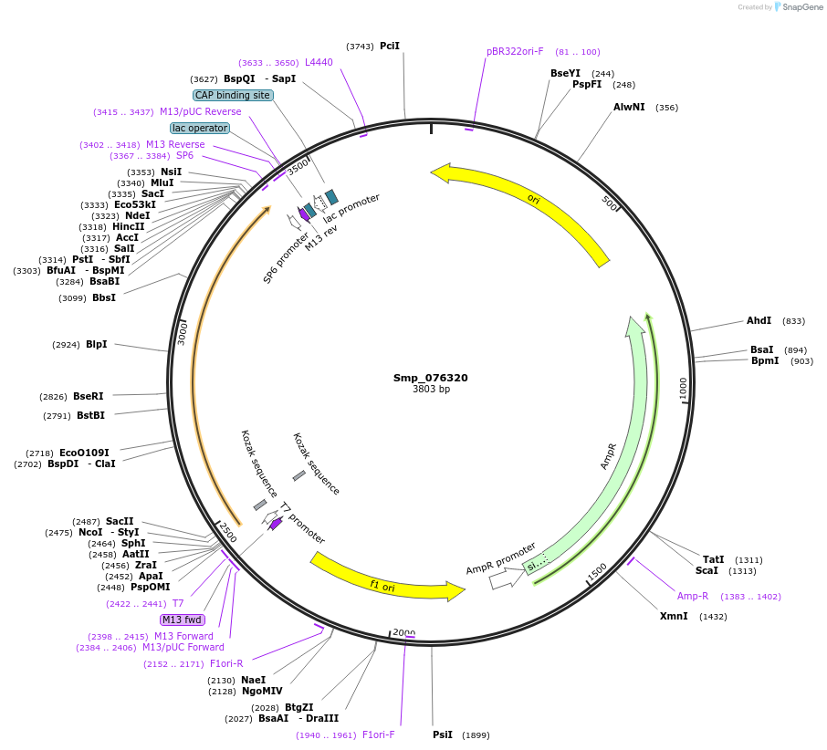 139359-plasmid-map-sequence-id-296275