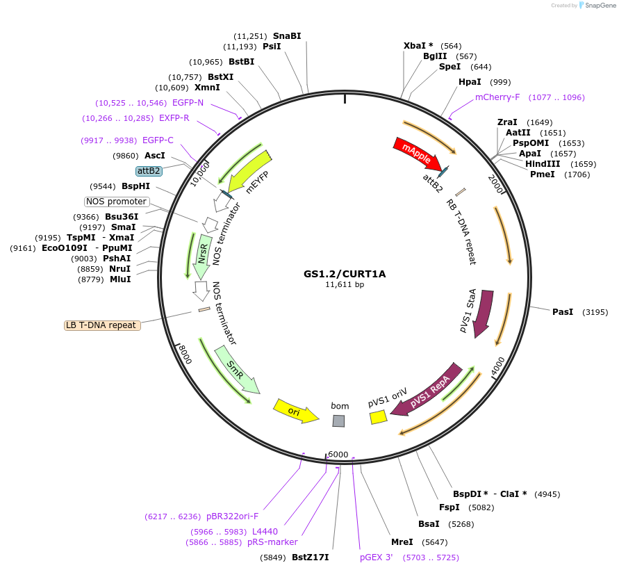 140420-plasmid-map-sequence-id-297065