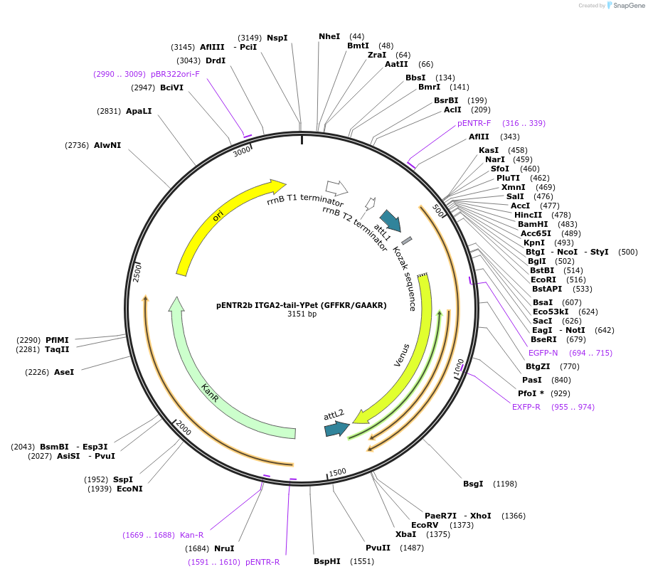 145144-plasmid-map-sequence-id-307048