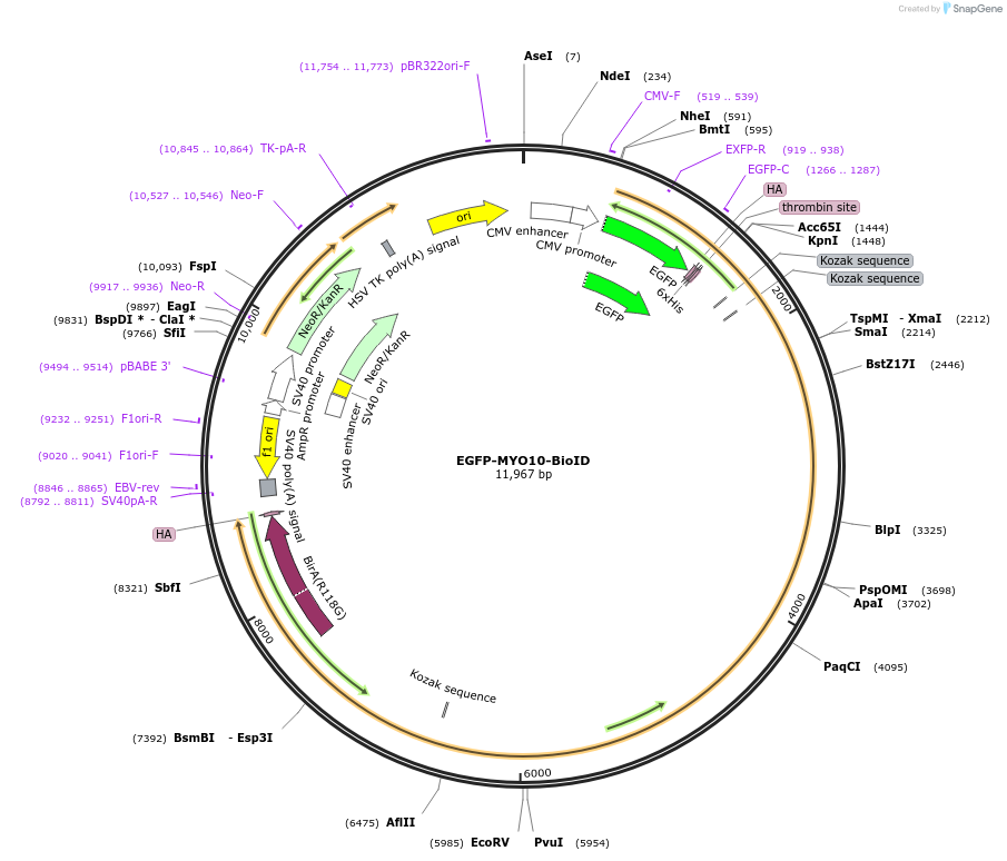 145137-plasmid-map-sequence-id-307053