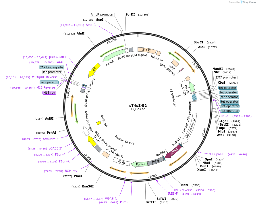 163924-plasmid-map-sequence-id-322808