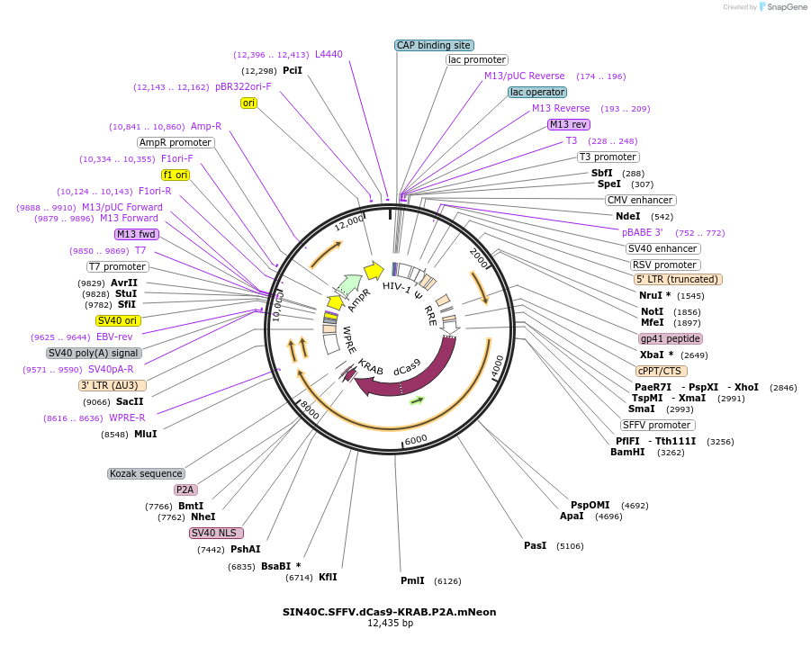 170482-plasmid-map-sequence-id-338623