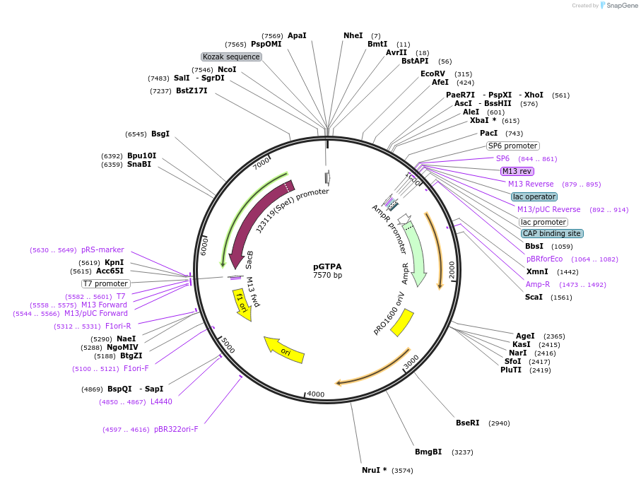 171525-plasmid-map-sequence-id-340942