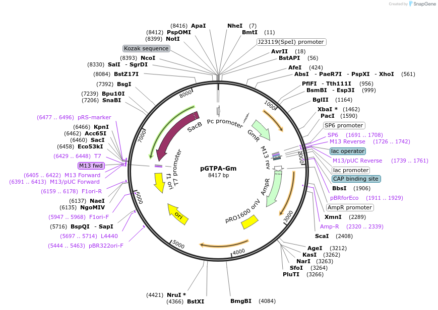 171527-plasmid-map-sequence-id-340981