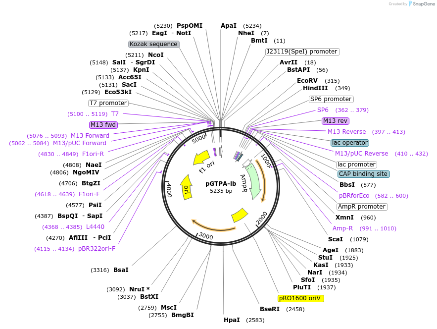 171528-plasmid-map-sequence-id-341036
