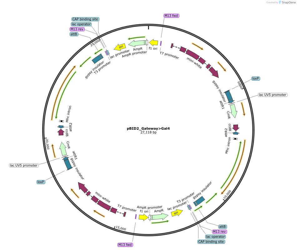 173726-plasmid-map-sequence-id-341733