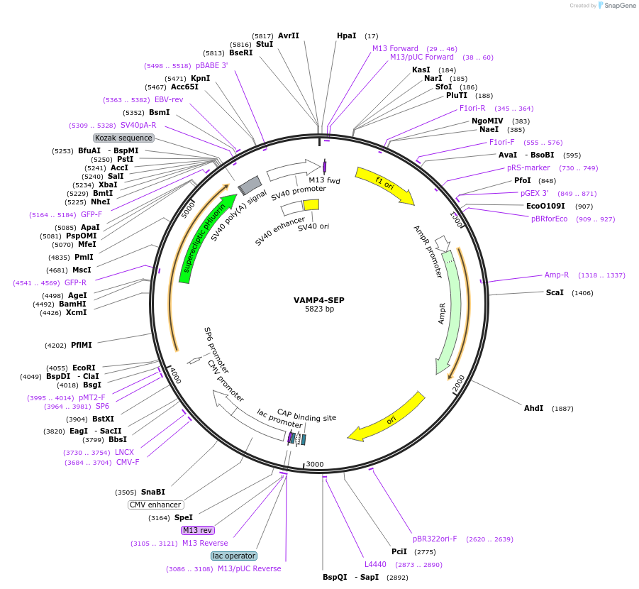 174406-plasmid-map-sequence-id-342069