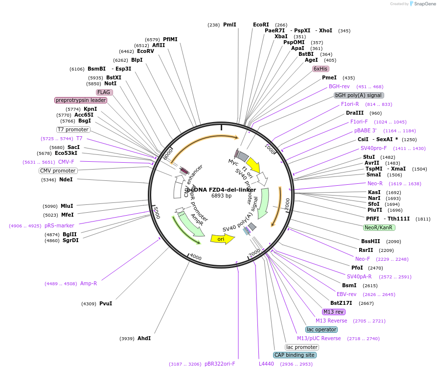 184255-plasmid-map-sequence-id-360362