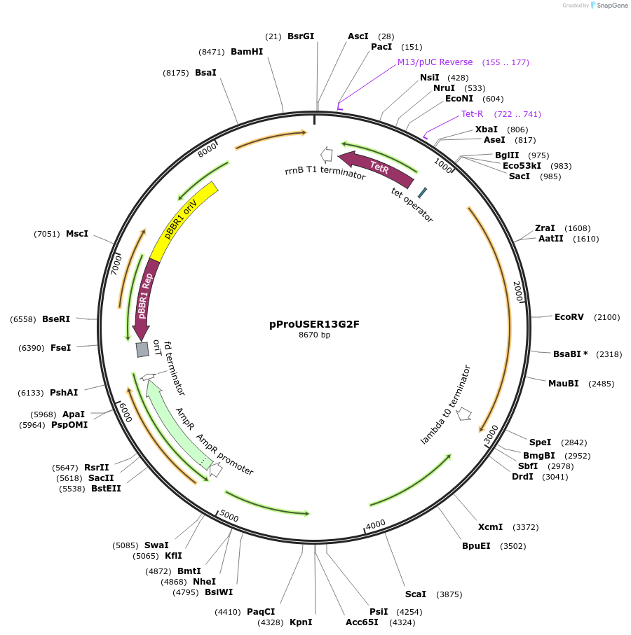 178027-plasmid-map-sequence-id-364506