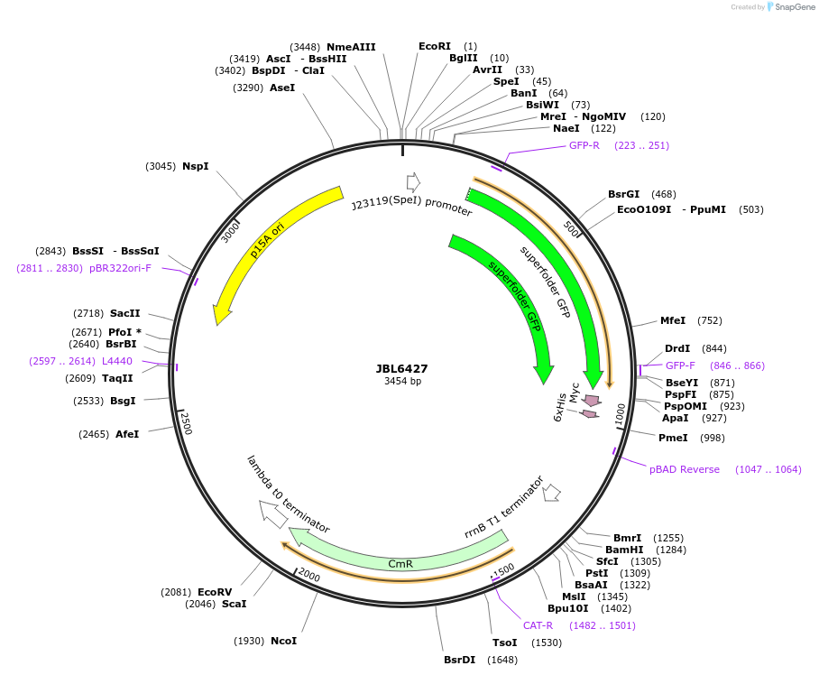 183864-plasmid-map-sequence-id-366983