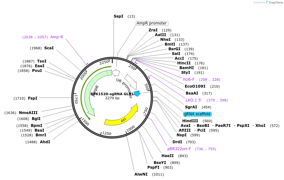 184378-plasmid-map-sequence-id-368503