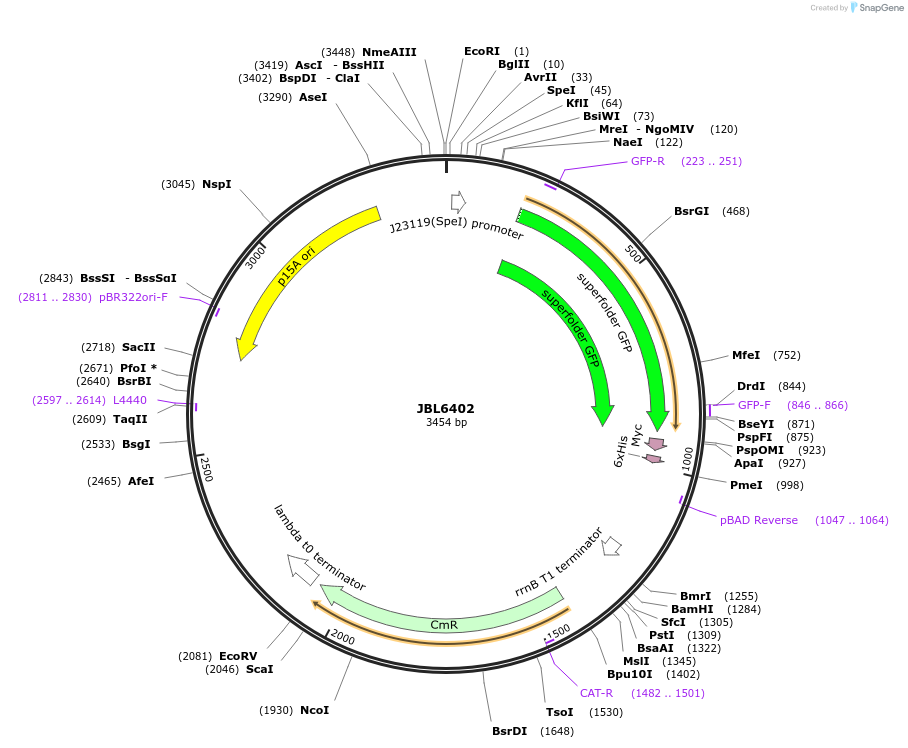 183839-plasmid-map-sequence-id-370982