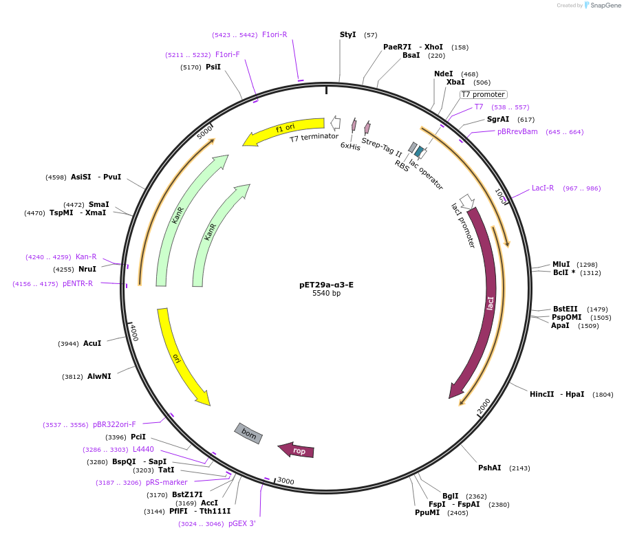 187935-plasmid-map-sequence-id-371410