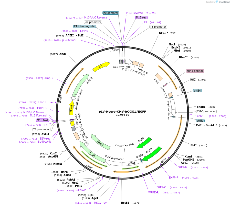 187032-plasmid-map-sequence-id-373250